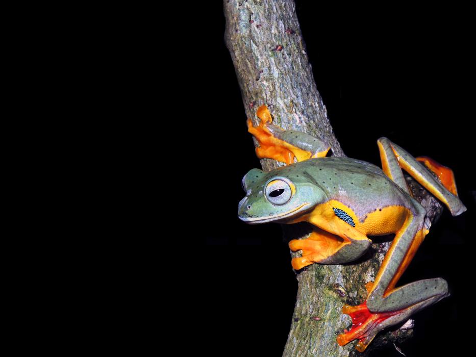 Two-Spotted Flying Frog